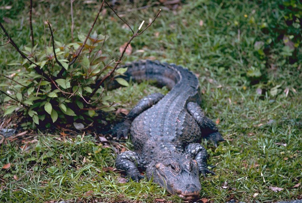 Chinese Alligator
