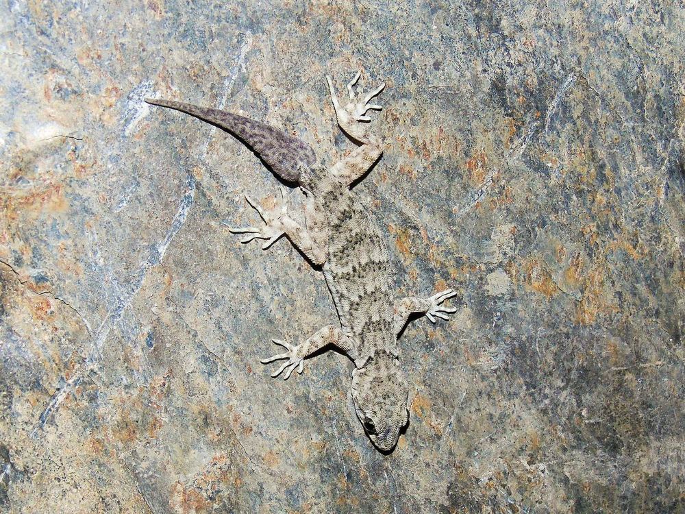 Frontier Bow-fingered Gecko
