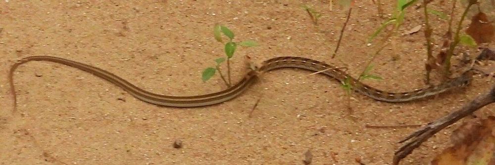 Buff Striped Keelback