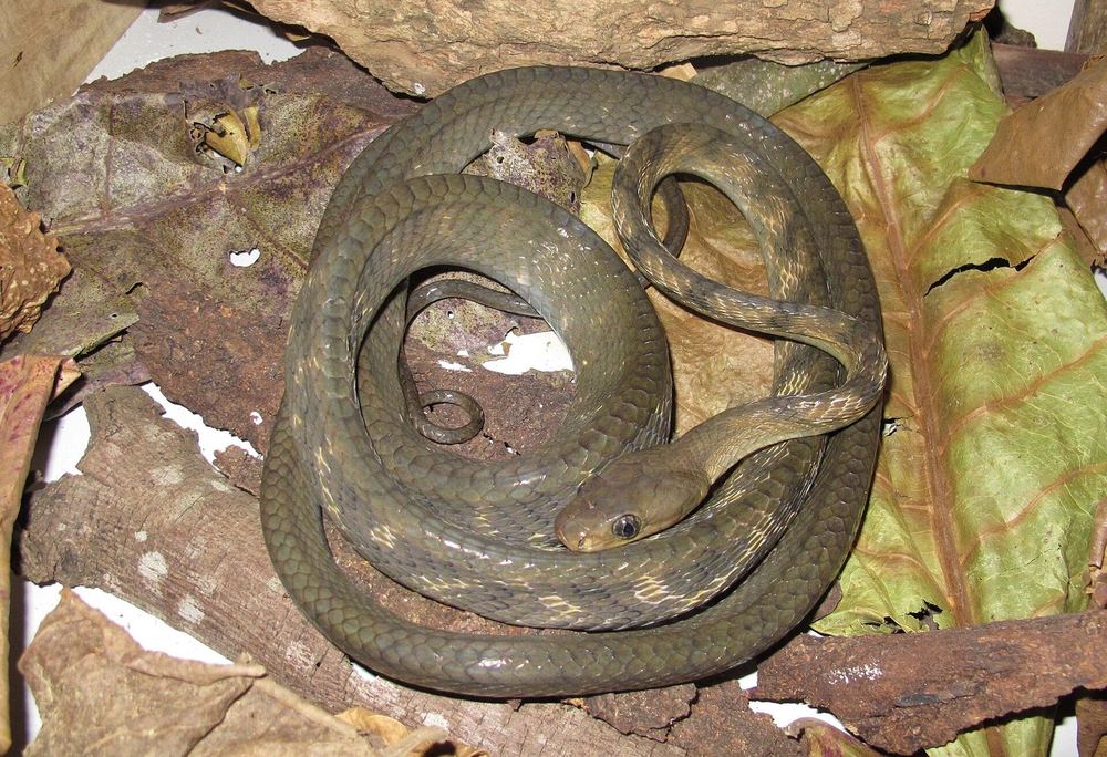 Boiga guangxiensis
