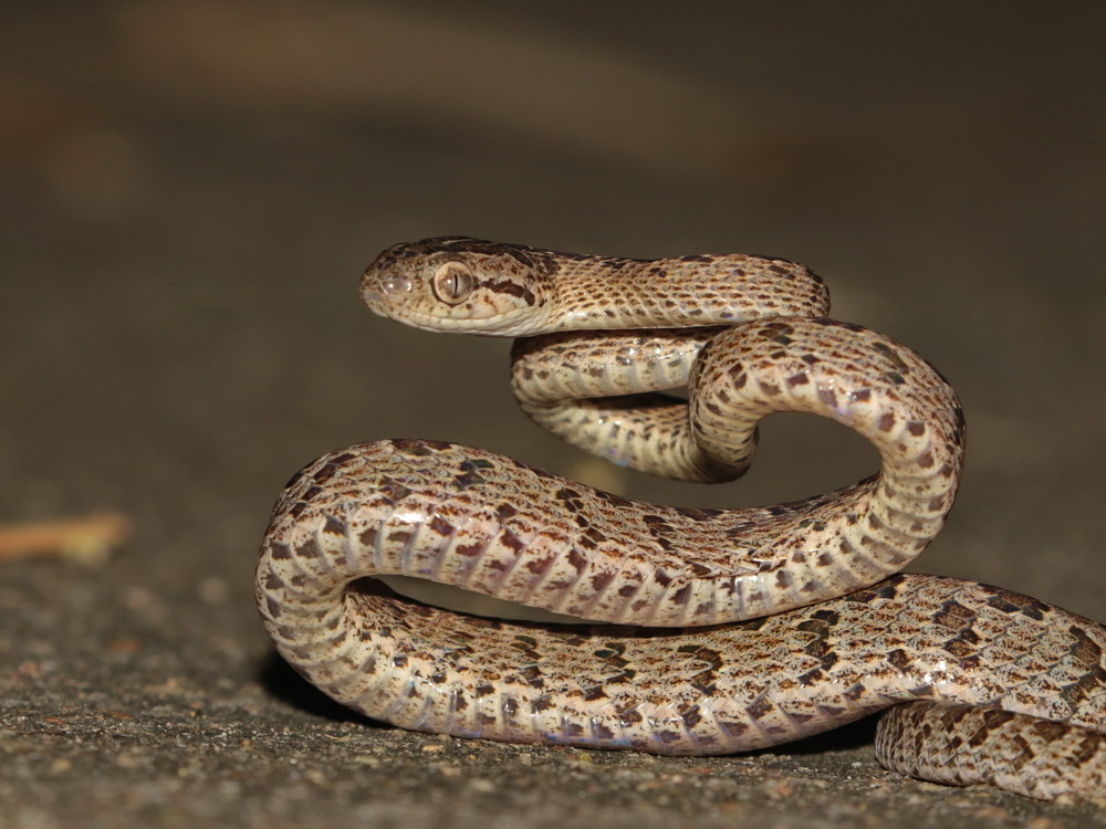 Many-banded Cat Snake