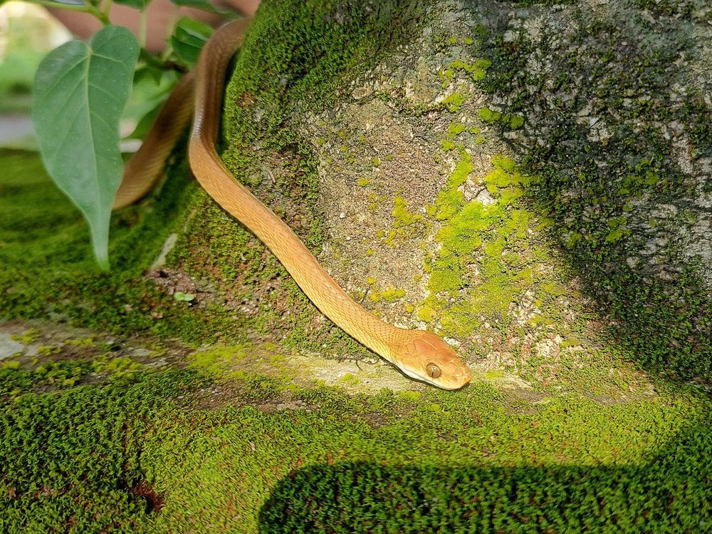 Boiga stoliczkae