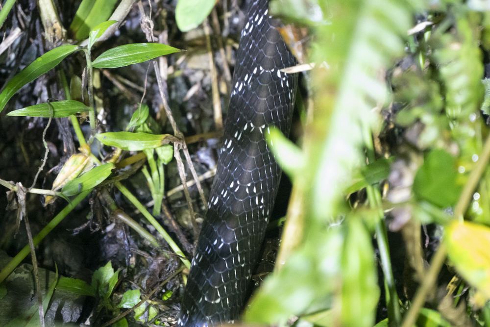 Northeastern Hill Krait