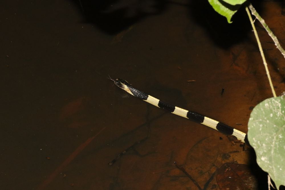 Banded Krait