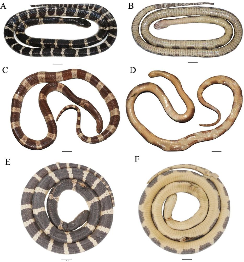 Bungarus wanghaotingi