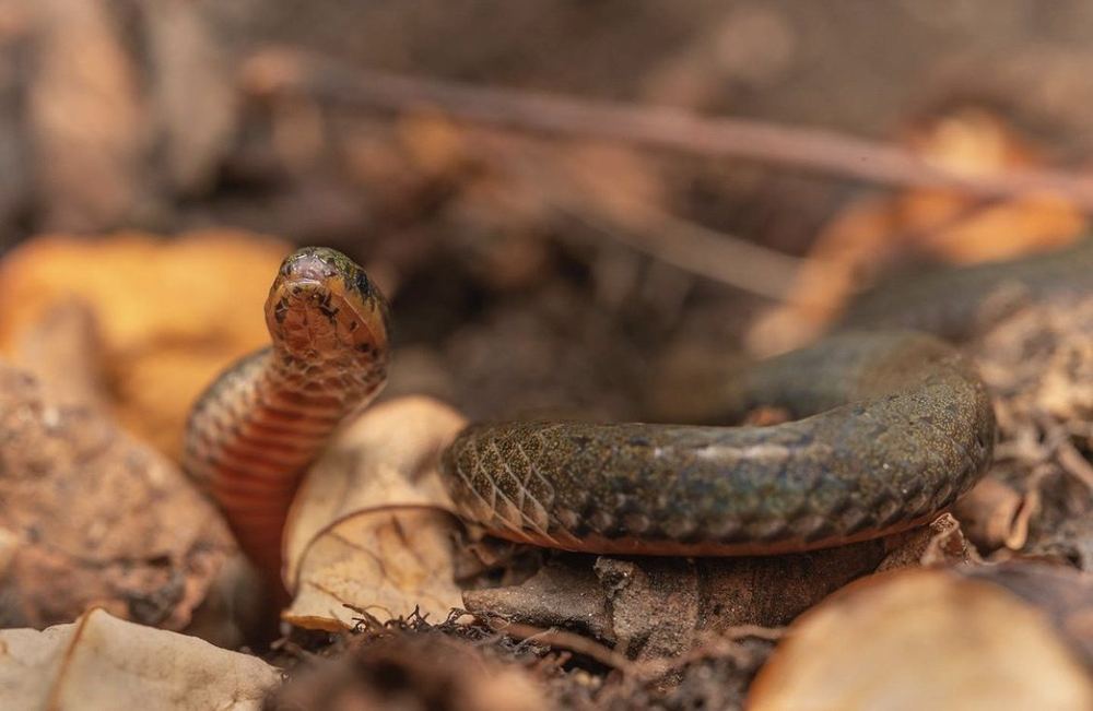 Hong Kong Dwarf Snake