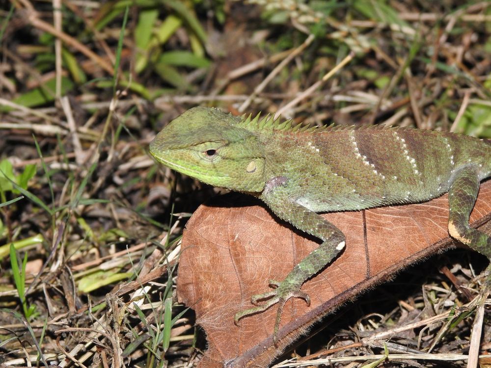 Indo-Chinese Forest Lizard