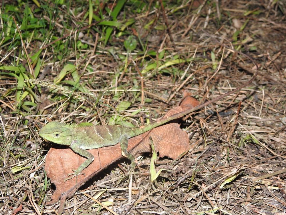 Calotes medogensis