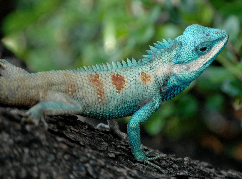 Calotes mystaceus
