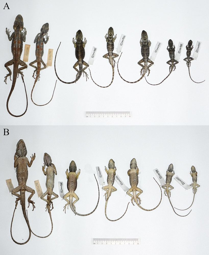 Calotes vindumbarbatus