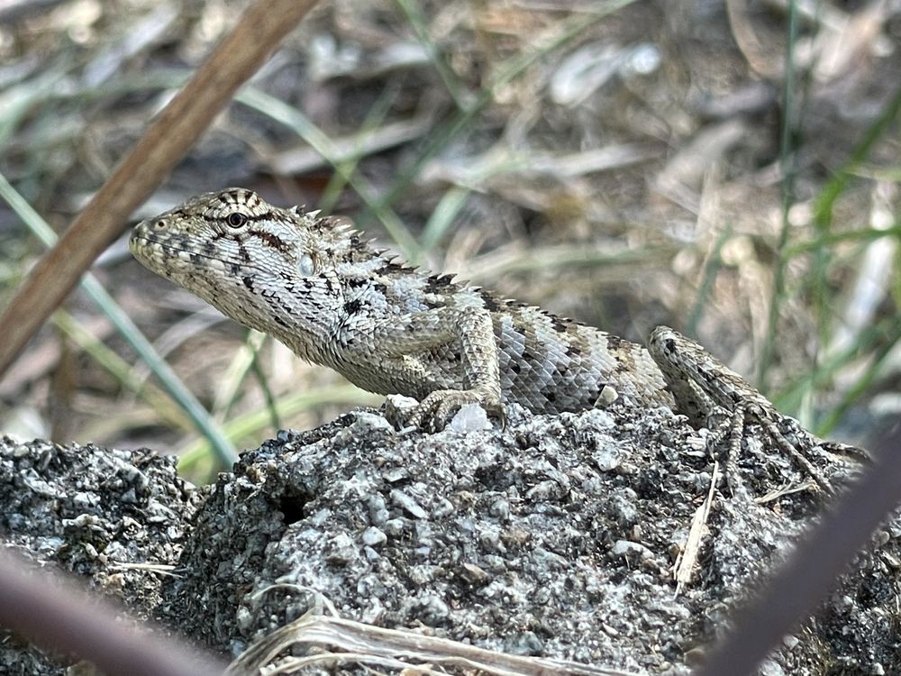 Calotes wangi