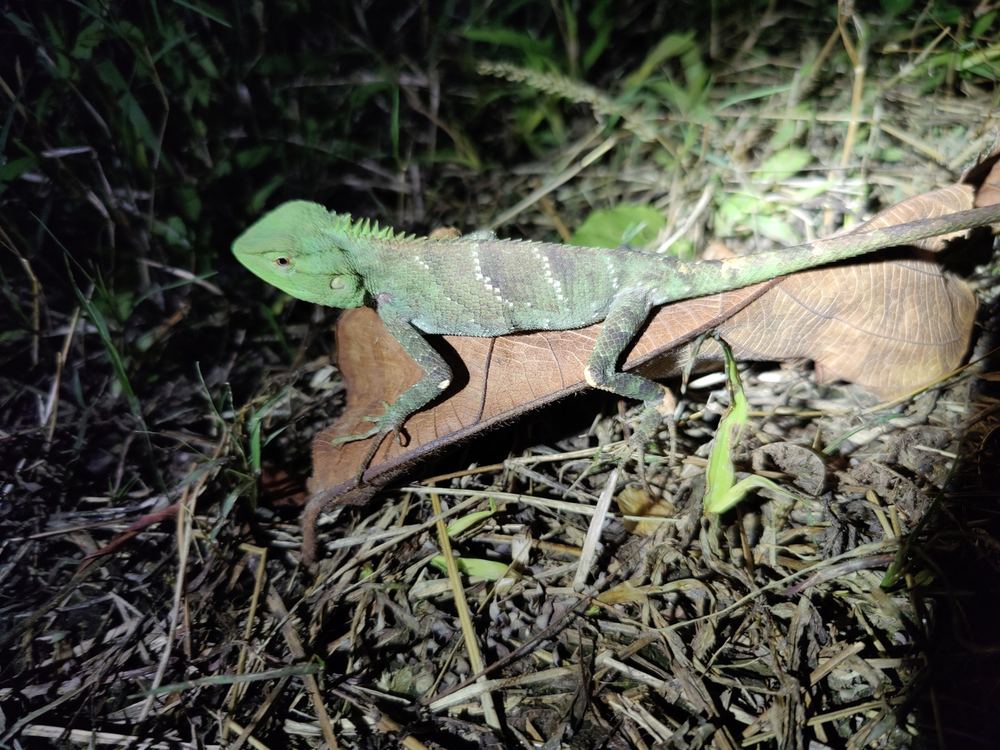 Calotes yunnanensis