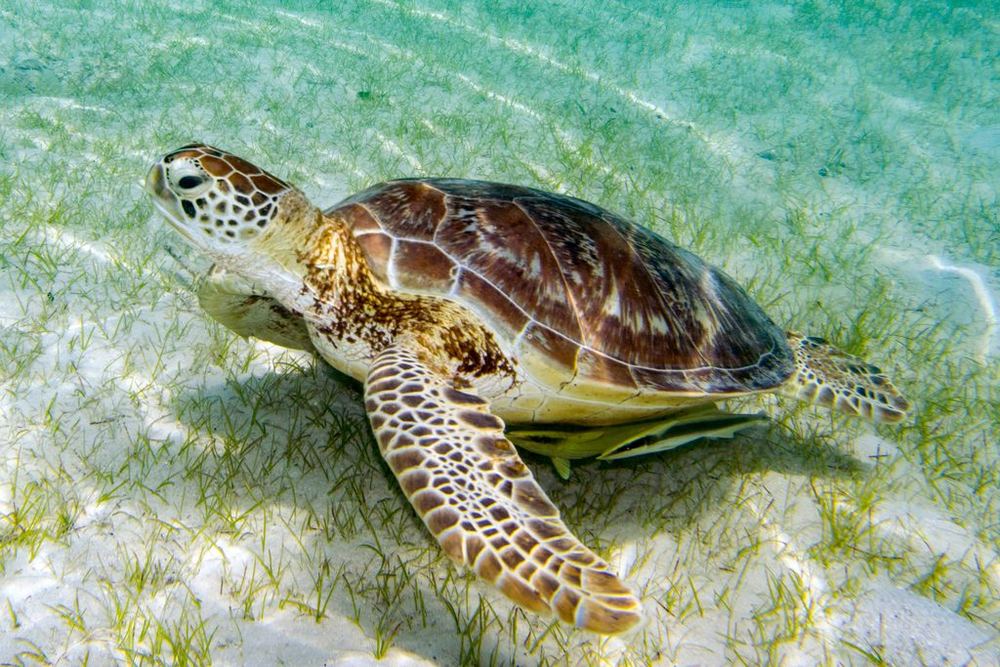 Green Sea Turtle