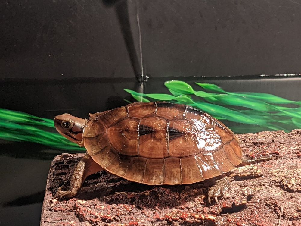 Vietnamese Three-striped Box Turtle