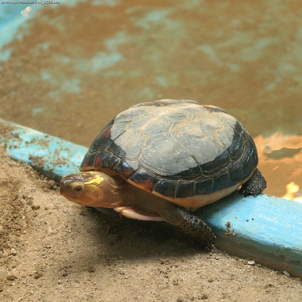 Cuora flavomarginata