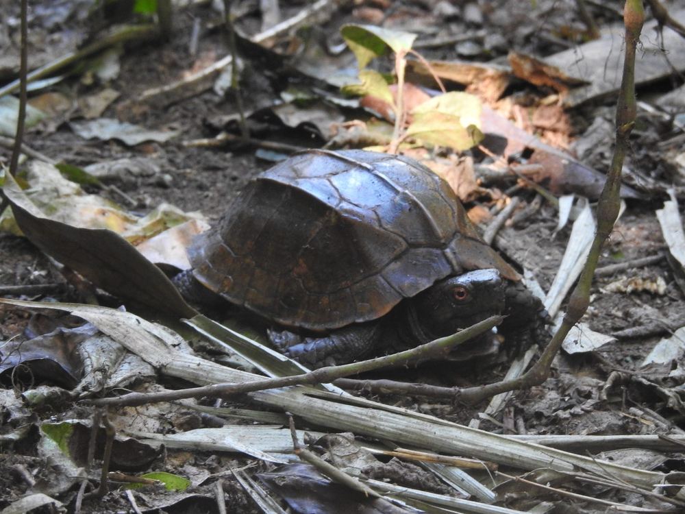 Keeled Box Turtle