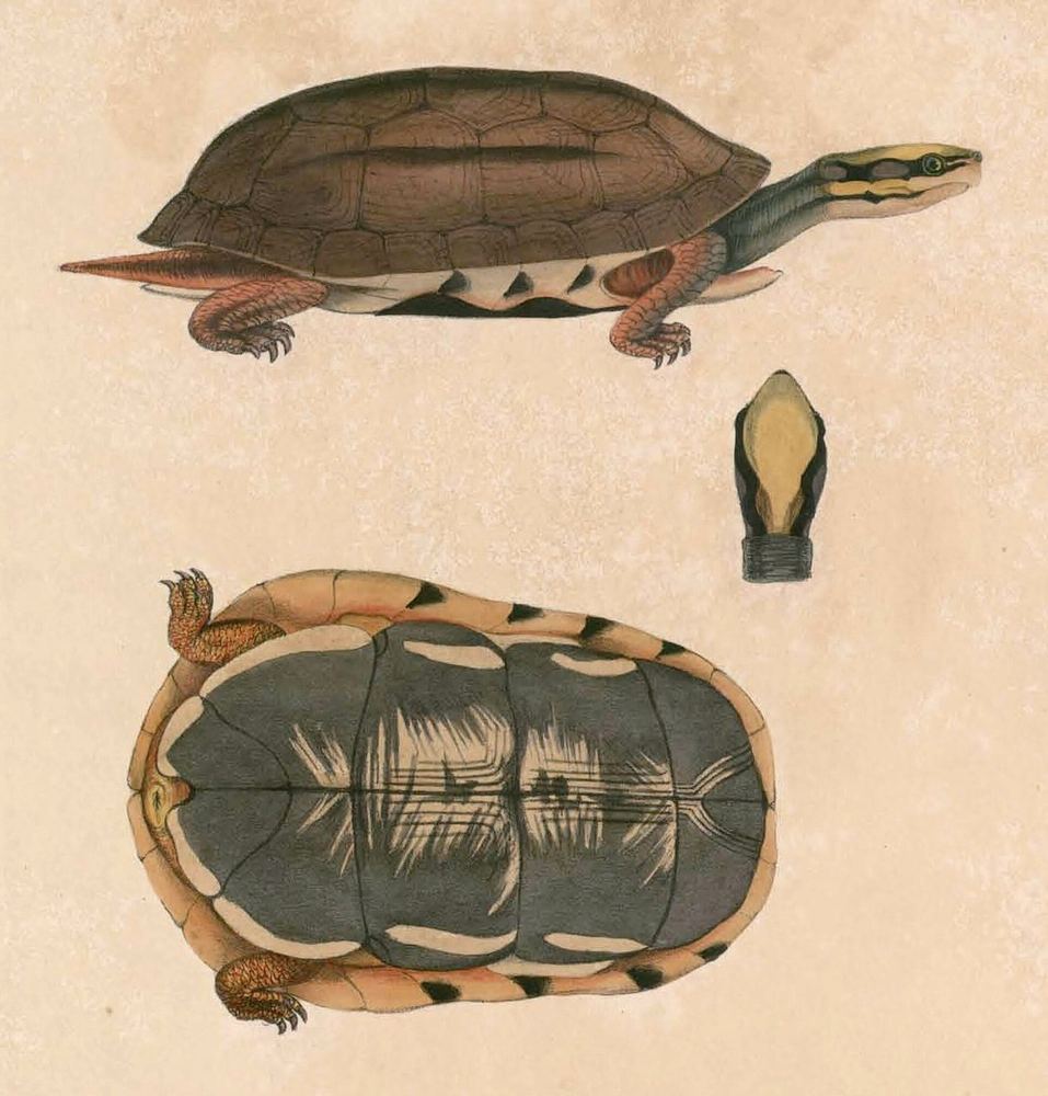 Golden Coin Turtle