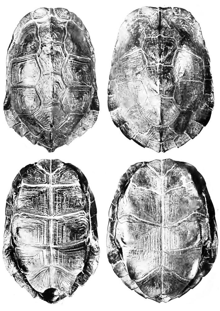 Oldham's Leaf Turtle