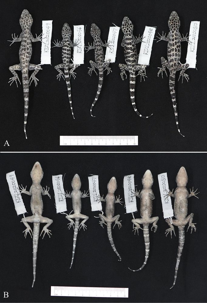 Cyrtodactylus zhenkangensis