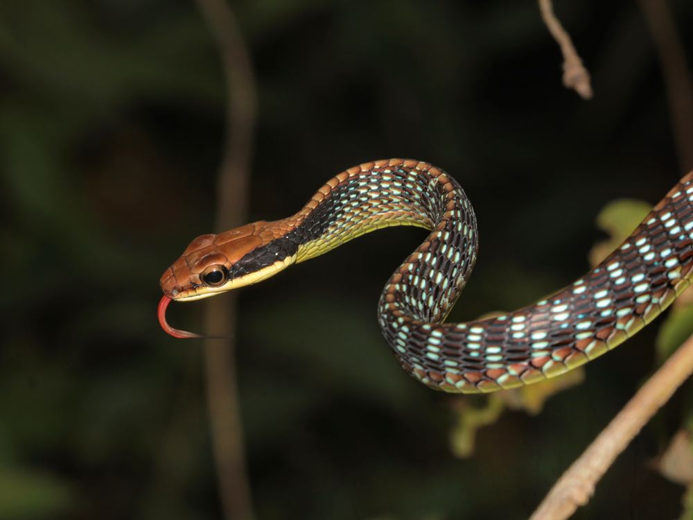 Dendrelaphis vogeli
