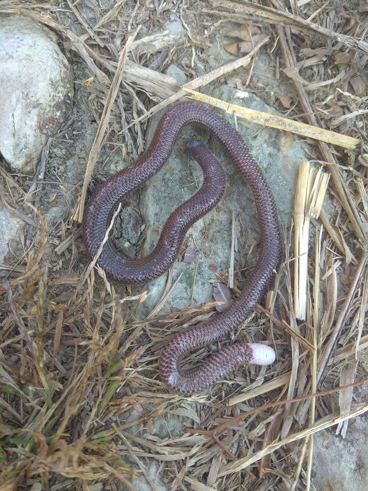 Dibamus bourreti