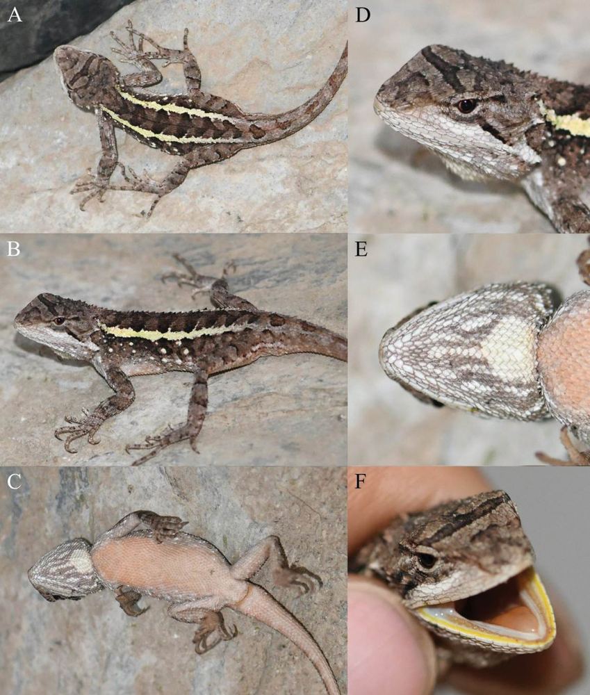 Diploderma limingense