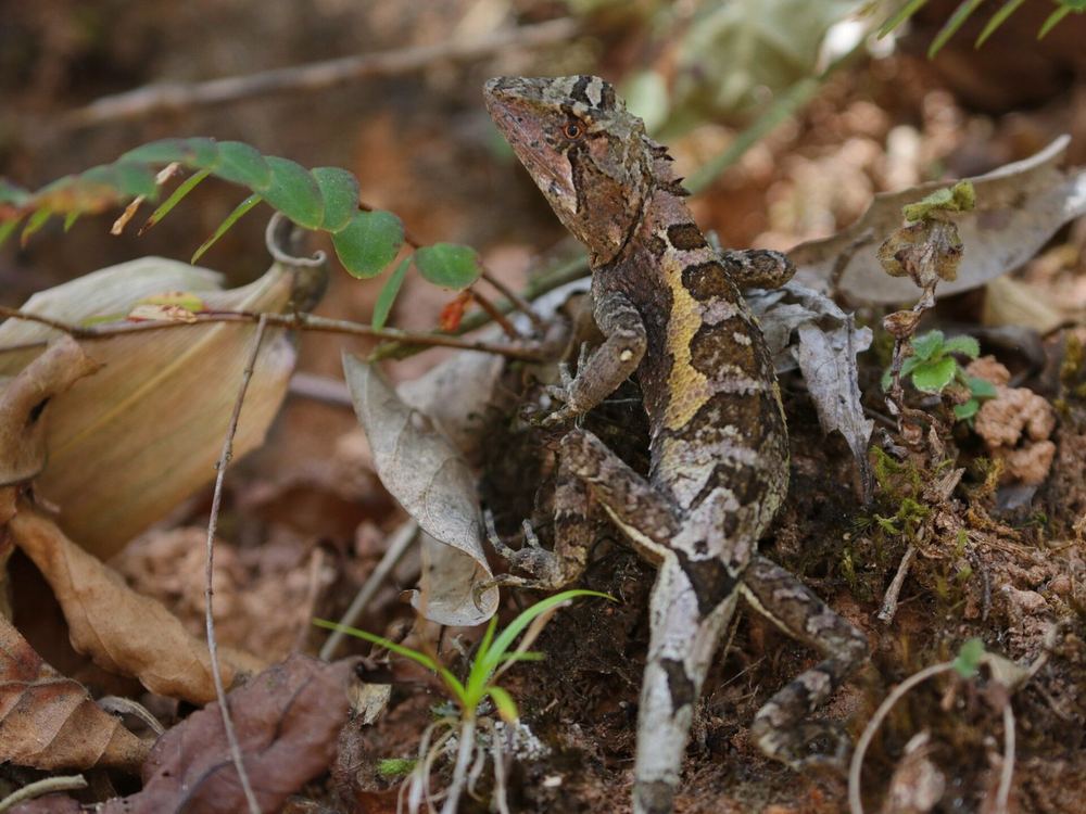 Diploderma menghaiense