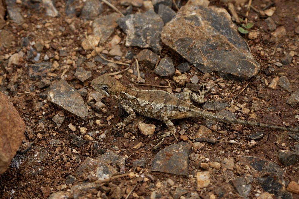 Diploderma varcoae