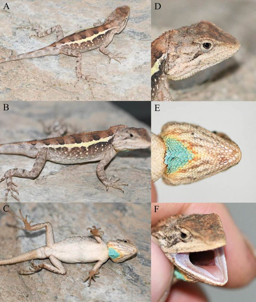 Diploderma yongshengense