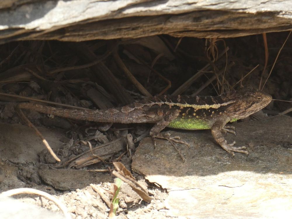 Diploderma yulongense