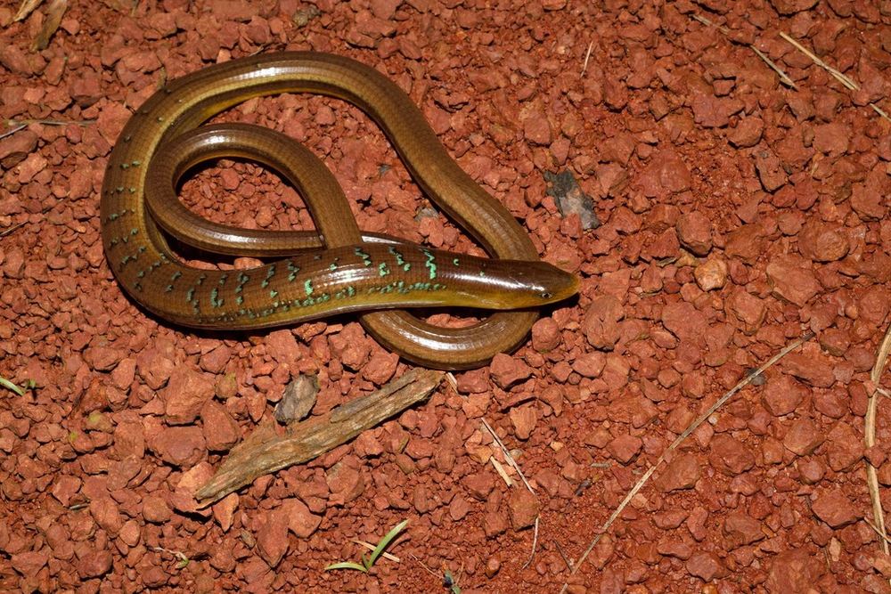 Asian Glass Lizard