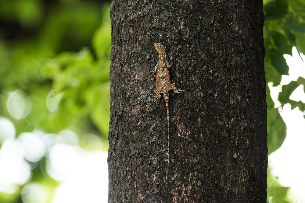 Spotted Flying Dragon