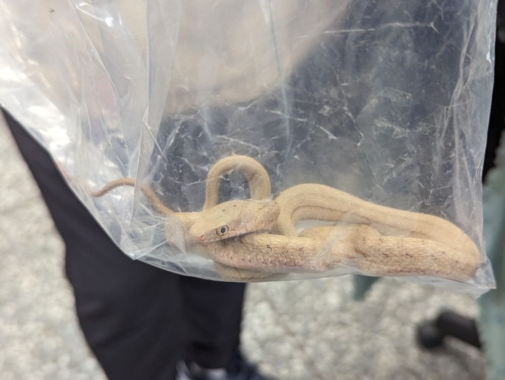Elaphe carinata