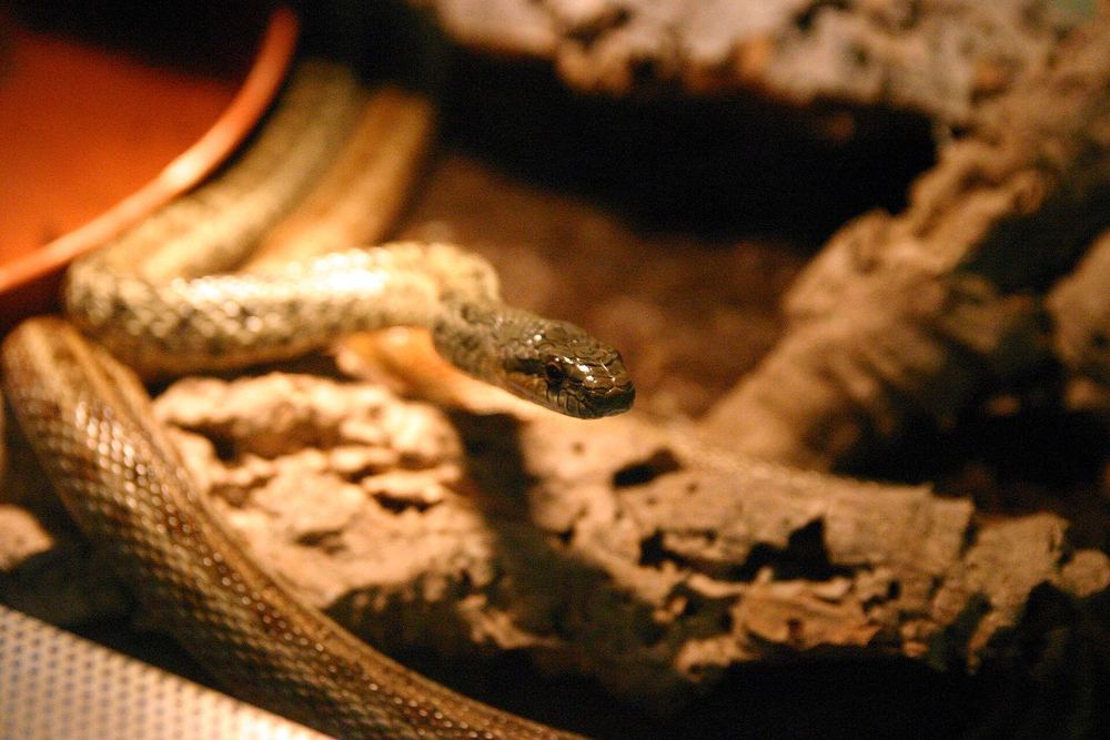 Steppe Rat Snake