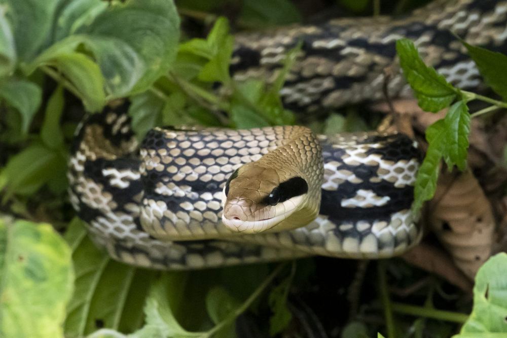 Striped Rat Snake