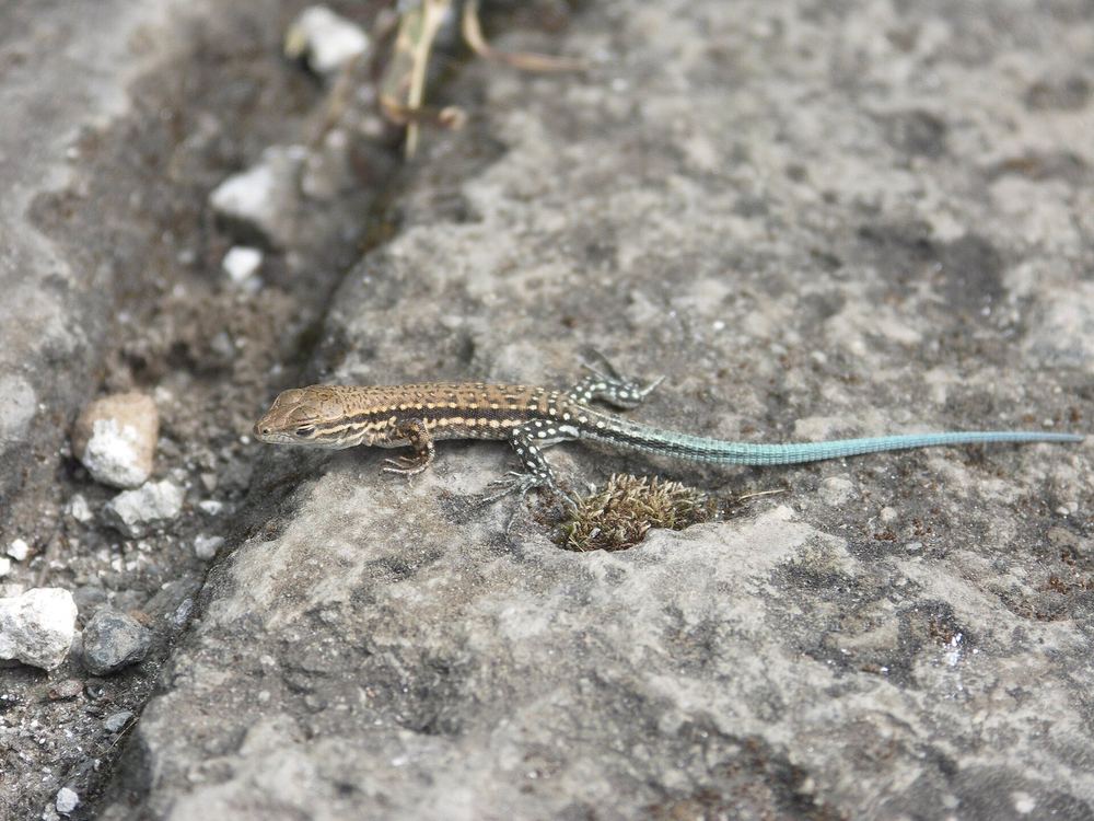 Eremias brenchleyi