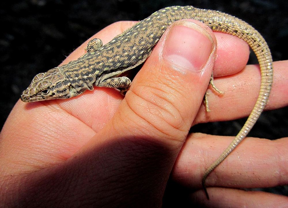 Eremias multiocellata