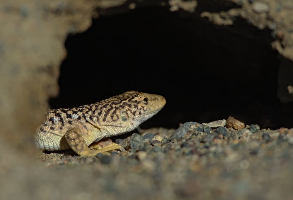 Eremias przewalskii