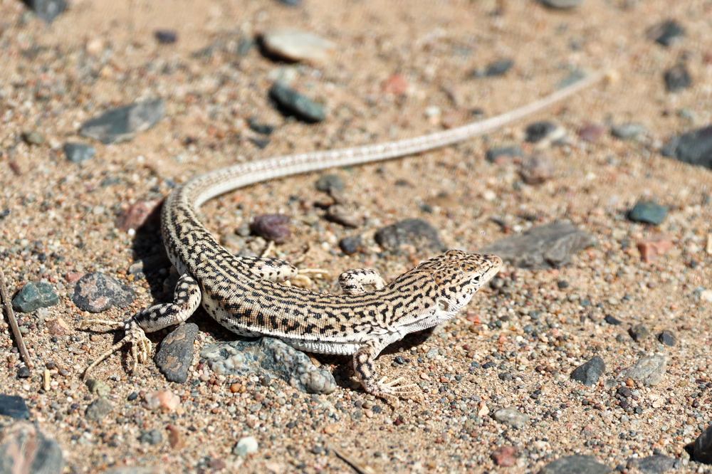 Eremias vermiculata