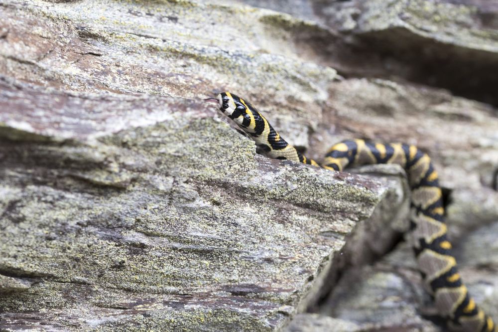 Mandarin Rat Snake