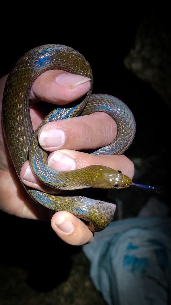 Checkered Keelback