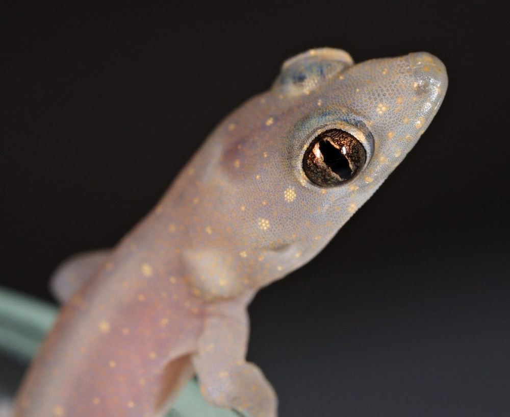 Common Four-clawed Gecko