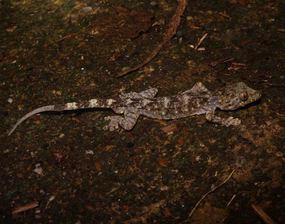 Adler's Gecko