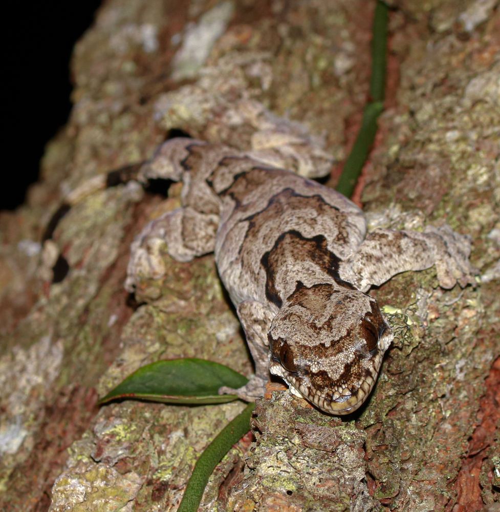Gekko bannaense