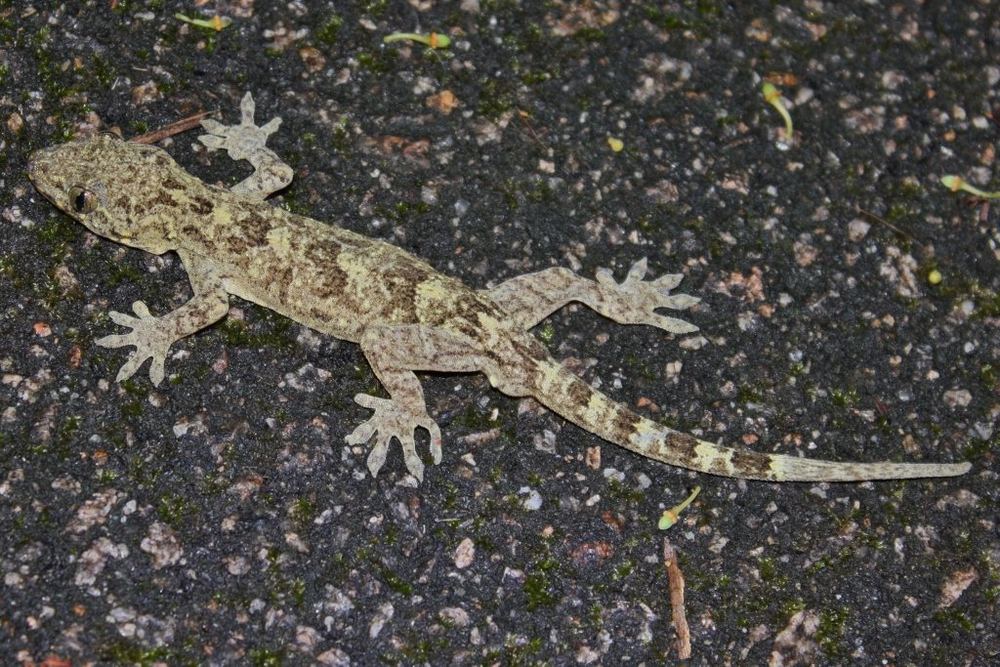Gray's Chinese Gecko