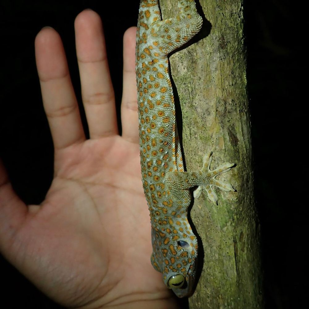 Tokay Gecko