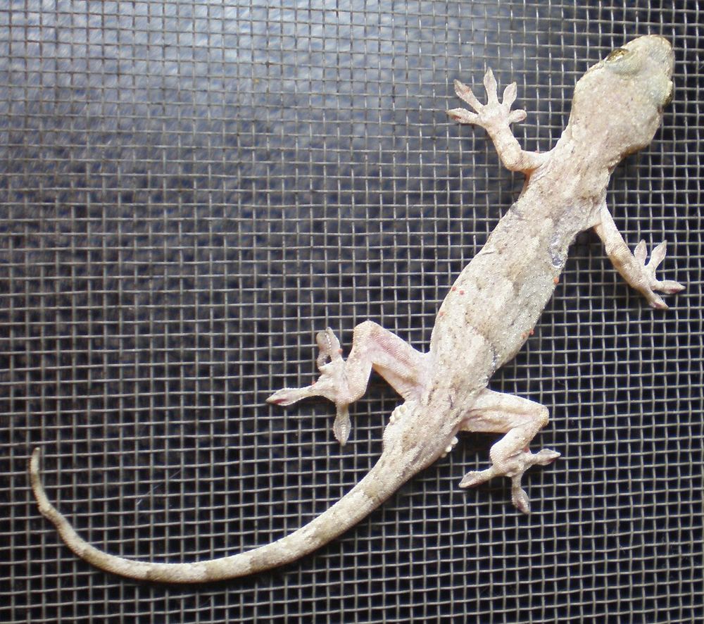 Schlegel's Japanese Gecko