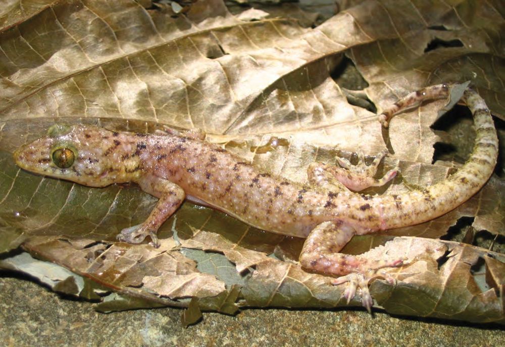 Gekko kikuchii