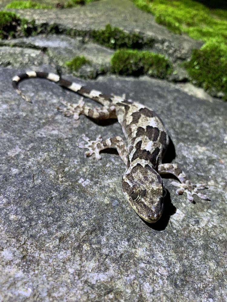 Gekko melli