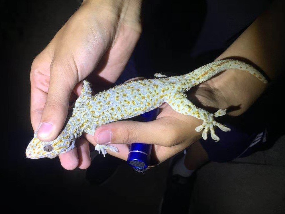 Reeves's Tokay Gecko